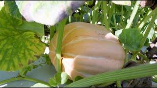 One Type Pumpkin Helps Farmers with Crop Production