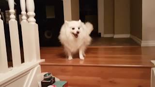 How American Eskimo Dog Reacts when I get home