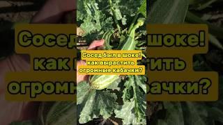 Кабачки как в магазинах. Лучший рецепт для кабачков