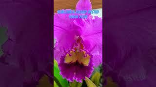 Vancouver Island Orchid Show 2025 Spring #floweringplant #flowers #orchid #plants