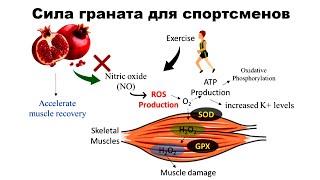 Сила граната для спортсменов