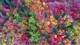 [ORIGINAL!] Utah Fall Colors at Snowbasin by Drone