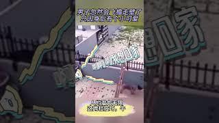 在狗狗的鞭策下，男子不但学会了攀岩走避，而且思念家了