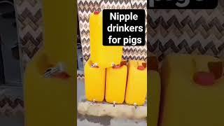 pig nipples drinkers #investorbiggifarms #pigindustry #youtubechamps #youtubemadeforyou #pigsofig