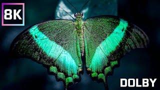 8K ULTRA HD | EXOTIC BUTTERFLIES ON THE COLOURFUL FLOWERS | WITH DOLLBY MUSIC