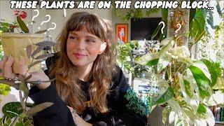 it's time to downsize my plant collection ️🪴️ let's decide who stays!