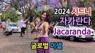 2024년 자카란다가 너무 멋지네요. 키리빌리 Jacaranda 보세요! -글로벌미셸박-Global Michelle Park-