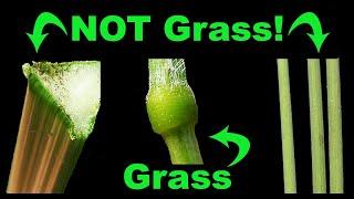 Sedge vs Rush vs Grass Learn the SECRET to Tell Them Apart!