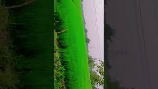 #suhana Mausam #shortsvideo #viralvideo #status #trendingshorts #abhishek  king official 001