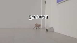 강아지에게 오늘부터 따로 자자고 했더니...
