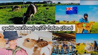 Milking Our cows || අපේ ගොවිපලේ ස්වයංක්‍රීයව කිරි දෙවෙන මැෂින් වල කතාව #travelfarmer