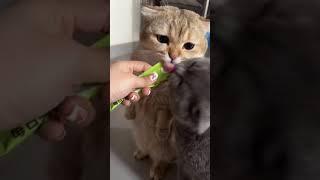 Every time want eat eat ah Mey Mey jing jing ​#cute #funny #cat