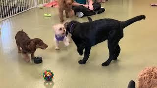 PAWS Daycare Program