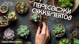Пересадки суккулентов