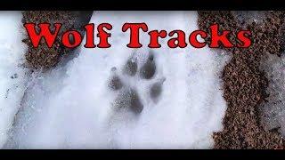 Wolf tracks in the snow