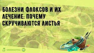 Болезни флоксов и их лечение: почему скручиваются листья