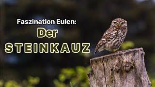 Faszination Eulen: Der Steinkauz | Kleine Eule ganz groß 🪵 | Arten kennenlernen