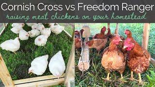 Cornish Cross vs Freedom Ranger Chickens | Raising Meat Chickens on your Homestead | Pasture Broiler