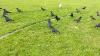 Crows in Bute Park Cardiff