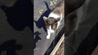 кошечка Маруся  иди на улицу