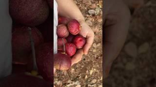 Do you know this fruit? #shorts #konkan #viralvideo