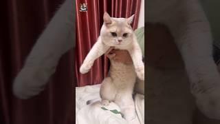 #shorts #The cat's owner made the cat dance to the tune. #cat's beautiful dance.#catdance #funny
