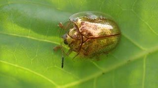 Q&A - Gold Beetle On My Morning Glory