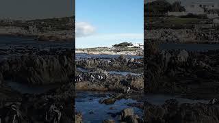 @AtomikMedia You need to see Betty's Bay Beach unique Penguin Colony in Western Cape South Africa