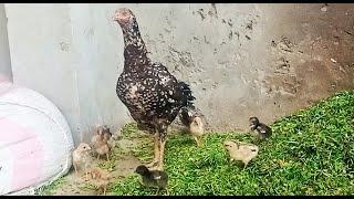 Backyard hen and her baby chicks - Mian inventions