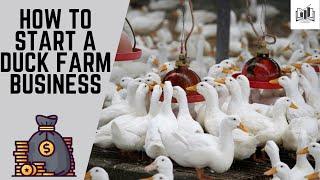 How to Start a Duck Farm Business | Starting a Small Duck Farm Business