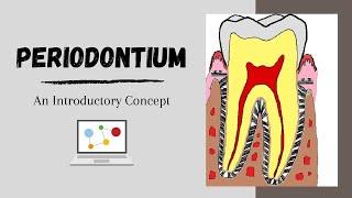 Periodontium Introductory Concepts
