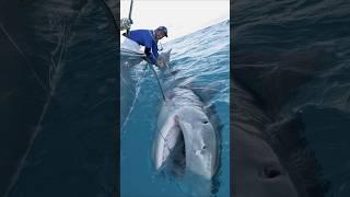 MASSIVE 1000lb Tiger Shark