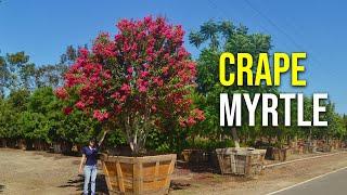 Crape Myrtle