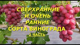 Сверхранние и очень ранние сорта винограда после заморозков и аномальной жары и засухи. 2 часть.