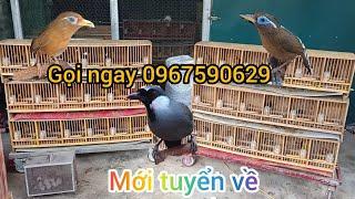 NỔ ĐỊA CHỈ CÓ HỌA MI ,KHƯỚU ĐẸP 100% CHIM ĐỰC GIÁ RẺ HÀNG MỚI VỀ TO ĐẸP