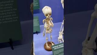 So cool!! #bones #museum #walkthrough#korn #taxidermy#vultureculture #mummy#alternative#alt #artist
