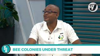 Bee Colonies Under Threat | TVJ Smile Jamaica