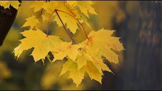 The Wind’s Song & Autumn Leaves – A Peaceful Meditation Journey