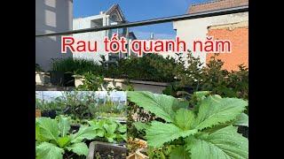 Trồng đơn giản mà Rau Tốt Quanh Năm | THÍCH TRỒNG CÂY TV