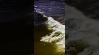 #bioluminescence #waves in #venice and #santamonica #california