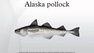 Alaska pollock