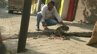treatment to a monkey