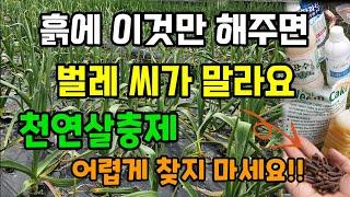 흙에 이것만 해주면 벌레 씨가 말라요 천연살충제  이렵게 찾지마세요 농사가 편해집니다 #벌레퇴치방법