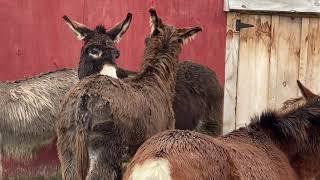 Grooming...Donkey Style