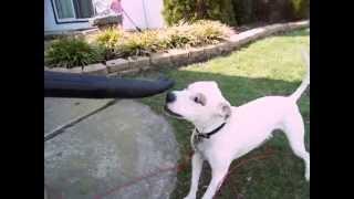 pitbull attacks