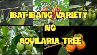 Ibat-Ibang Species Ng Aquilaria Tree