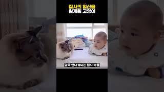 집사의 임신 사실을 알게된 고양이