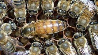 Как поживает отводок со старой маткой? Пчелы начинающим.