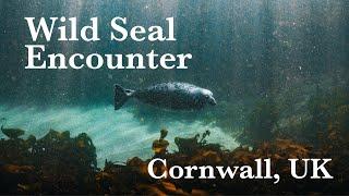 WILD SEAL Encounter in CORNWALL, UK! AMAZING UNDERWATER FOOTAGE! Cornish Grey Seal.