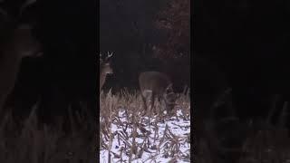 GIANT CHRISTMAS BUCK! #shorts